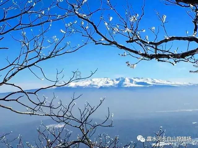 逃离棕榈树森林